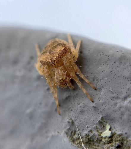 Réf. 296 773 : Araneus (sturmi-triguttatus)